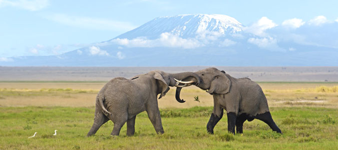 Amboseli National Park - Kenya