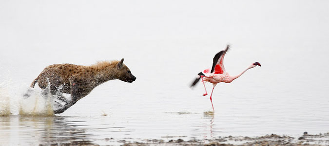 Lake Nakuru National Park - Kenya
