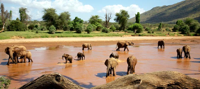 Samburu National Reserve - Kenya