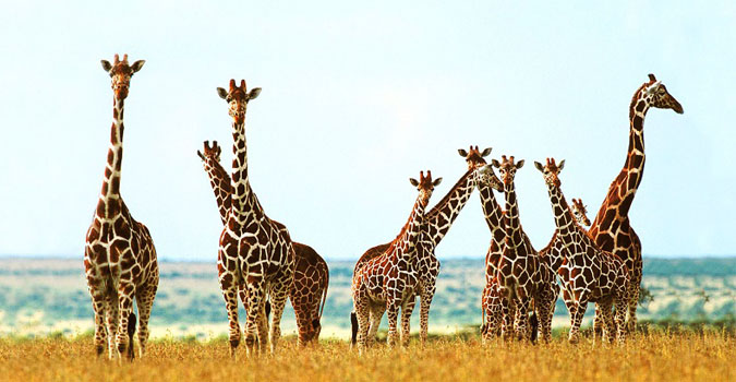 Samburu Intrepids Camp Kenya