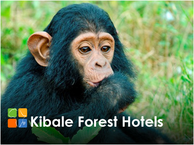 Uganda Kibale Forest Hotels and Safari Lodges