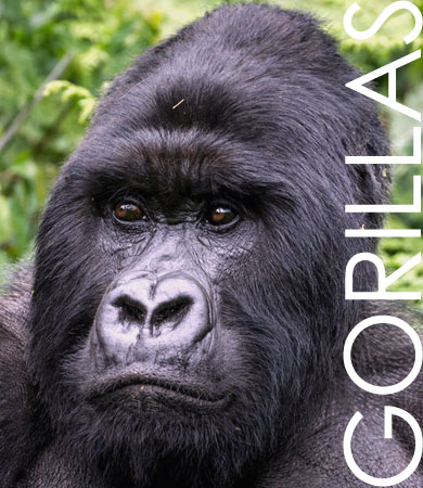 Gorilla Tracking in Bwindi Forest