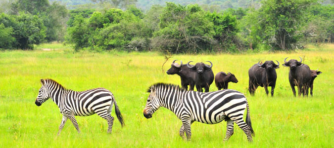 Lake Mburo National Park - Uganda